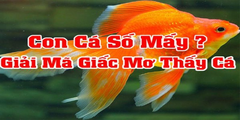 Nằm mơ thấy cá tùy theo màu sắc với con số chi tiết 