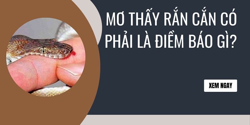 Tổng hợp những con số dự đoán thắng lớn khi mơ thấy rắn cắn