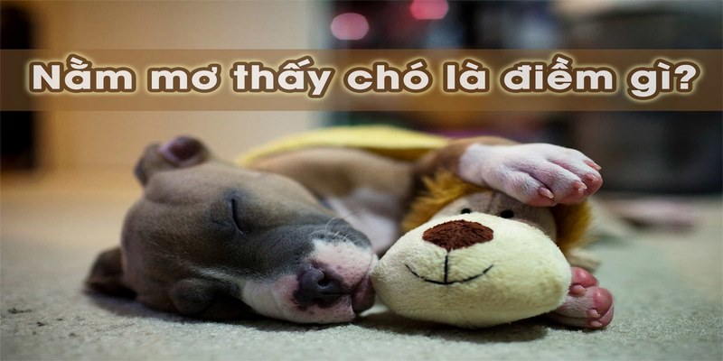 Điềm báo dành cho ai gặp giấc mơ có chó